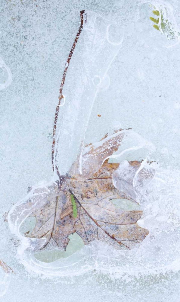 Canada, Quebec Silver maple leaf caught in ice